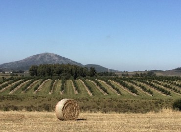 Fábrica de aceite de oliva cercana a Nueva Carrara es finalista del premio a la Mipyme del Año 2024