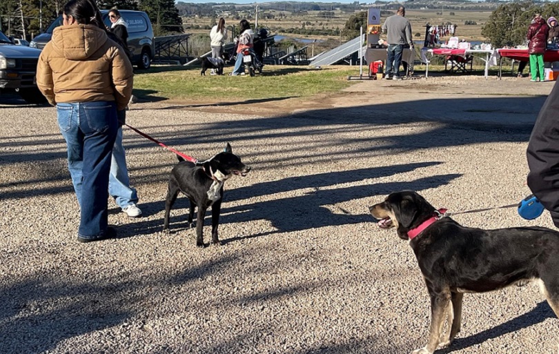 Jornada_de_Adopciones-4