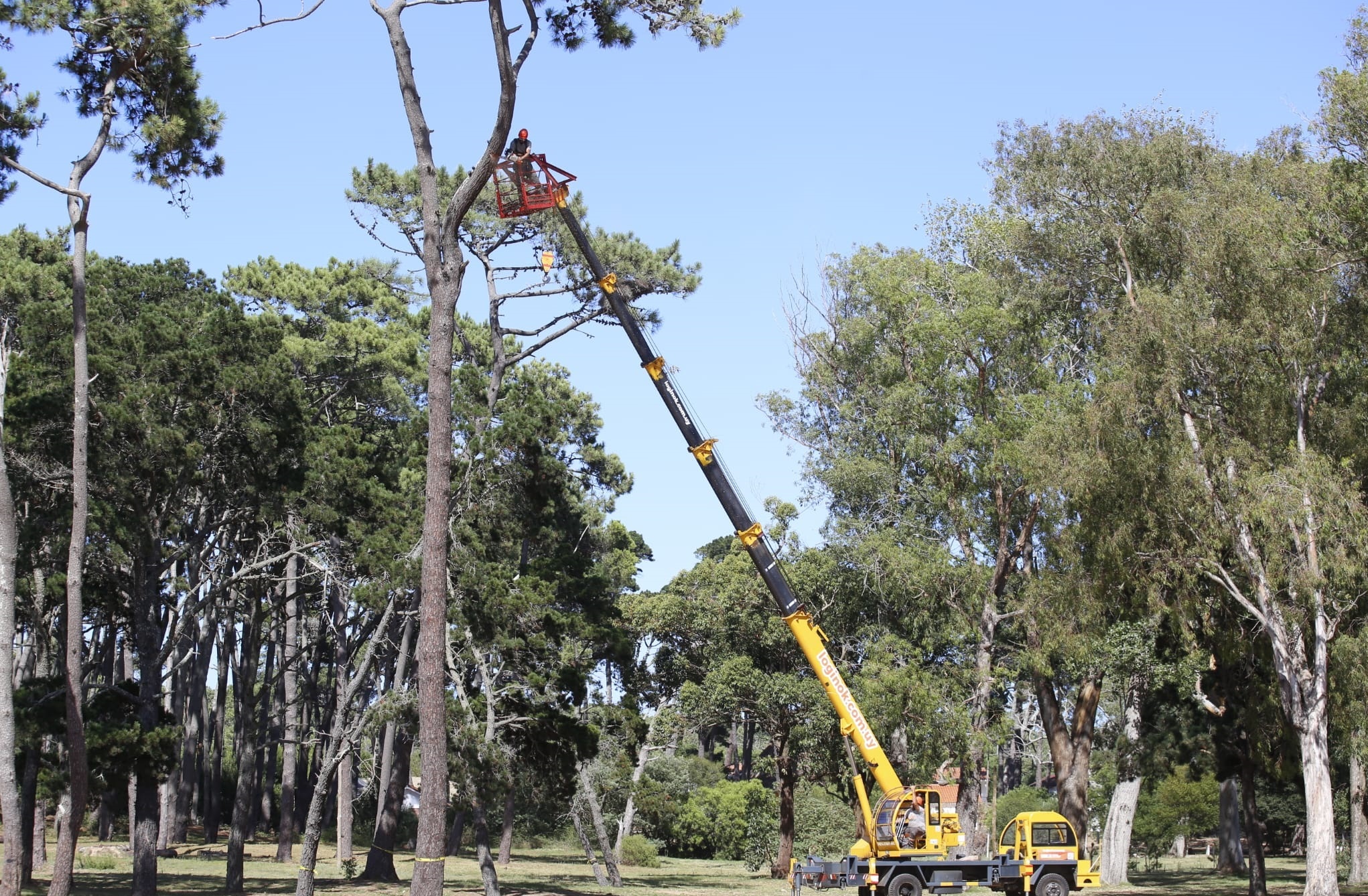 Relevamiento_Arboles-2 Relevamiento_Arboles-2