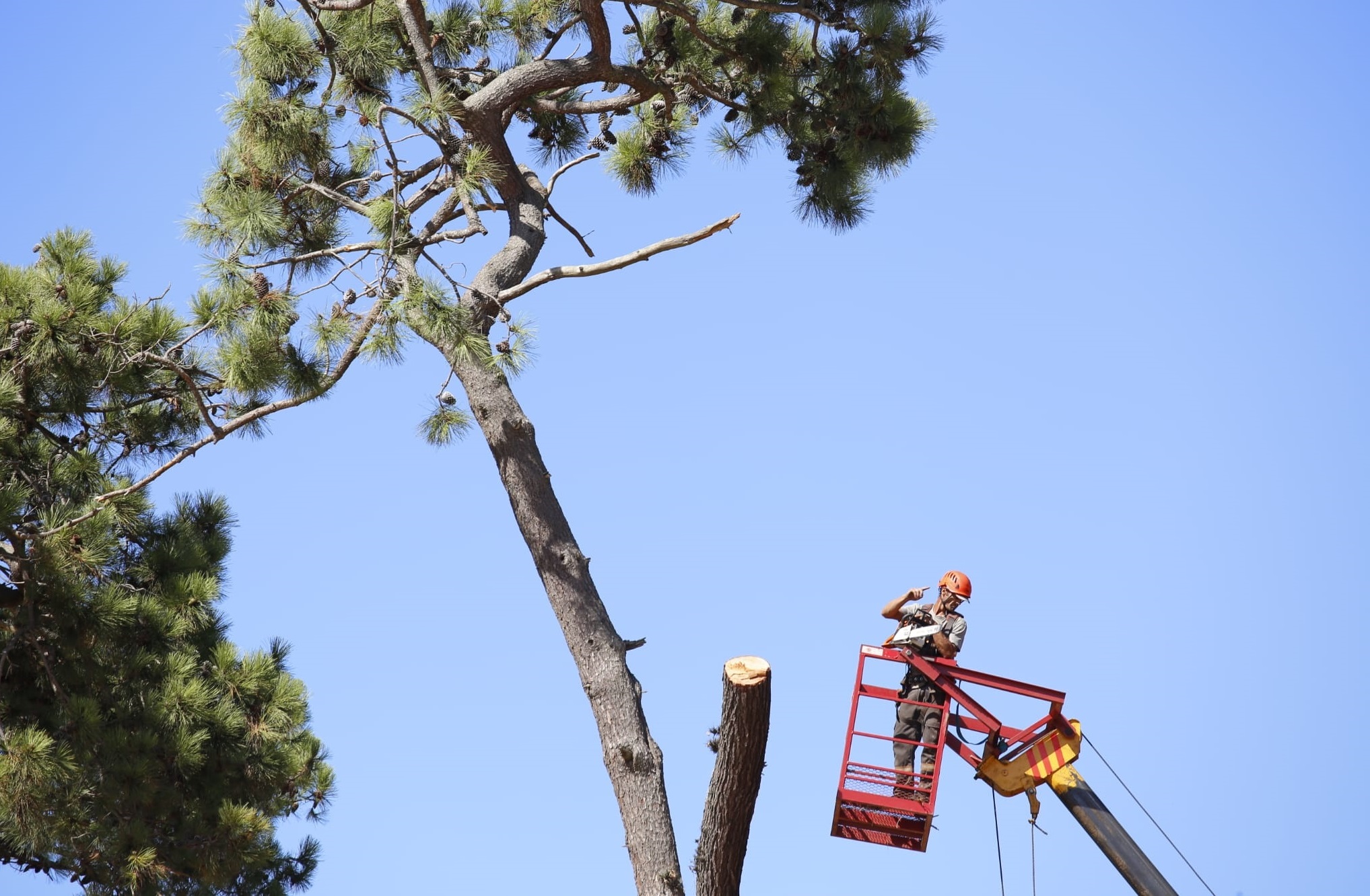 Relevamiento_Arboles-3 Relevamiento_Arboles-3