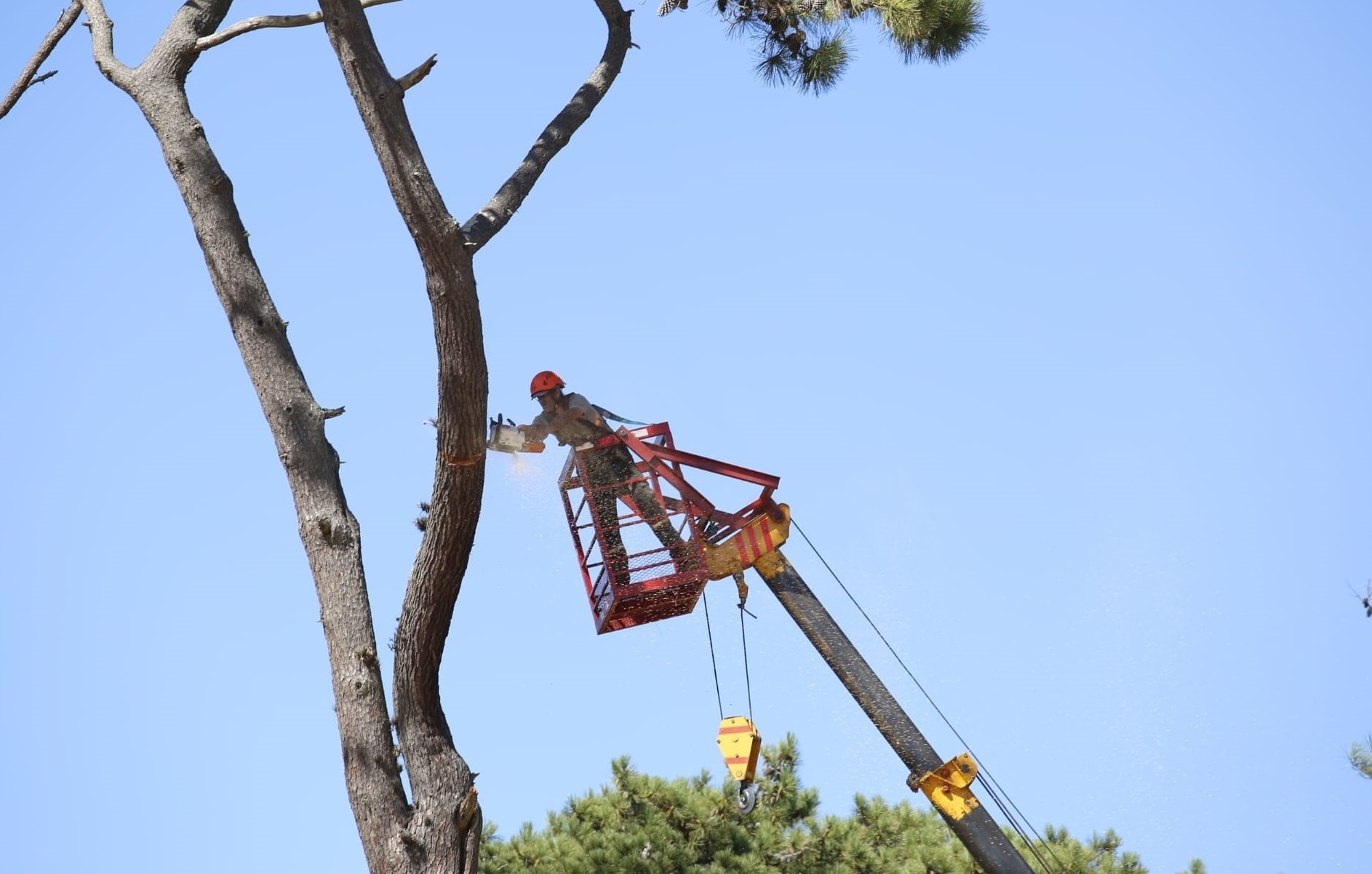 Relevamiento_Arboles-4 Relevamiento_Arboles-4