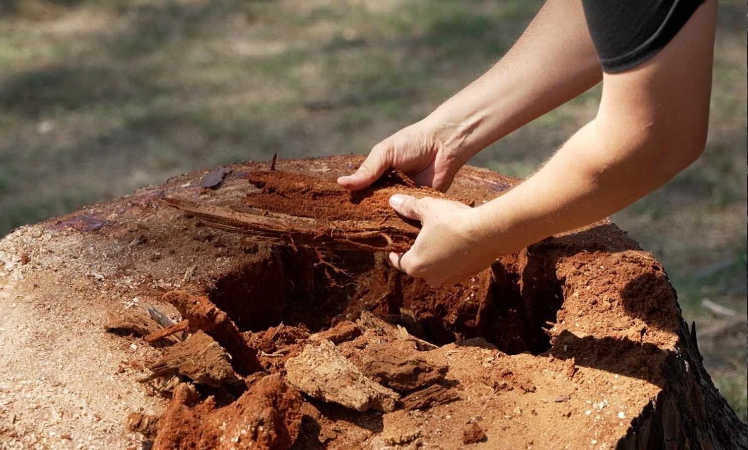 Relevamiento_Arboles-6 Relevamiento_Arboles-6