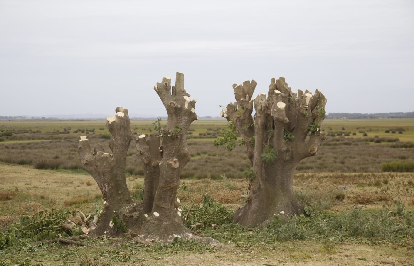 Ombues_Talados-2 Ombues_Talados-2