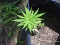 Plantio_Marihuana-3
