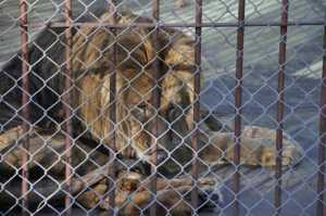 Mejora la salud del león del zoológico carolino, y le buscan nuevo hogar a los felinos. 