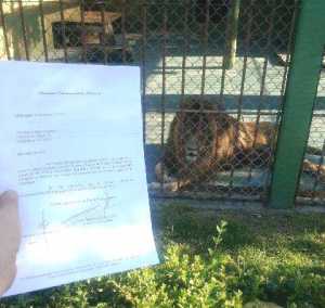Resolución en mano: la organización Animales Sin Hogar trasladará al león a una reserva. 