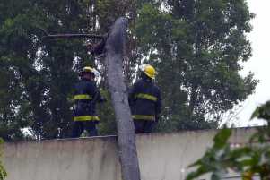 Bomberos trabajando en el árbol caído sobre el local de una vidriería en Punta del Este.