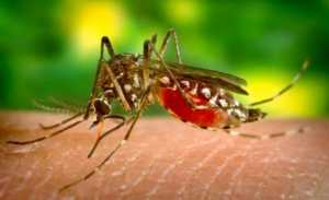 Ejemplar de mosquito del género Anopheles, transmisor de la malaria.