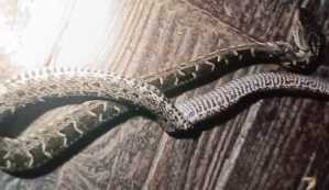 Imagen de la serpiente que fue sacrificada y será sometida a análisis
