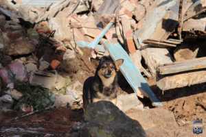 Conmovedora imagen de un perro entre los escombros de lo que fuera la casa de sus dueños, en El Placer.