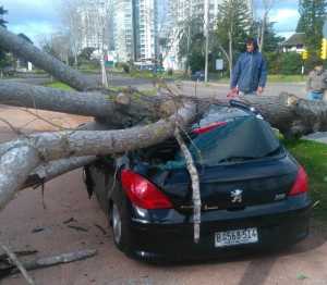 El Peugeot 308 literalmente aplastado por el pesado árbol caído.