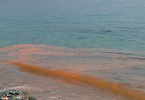 El agua puede adquirir una coloración como esta durante la permanencia de la Marea Roja.