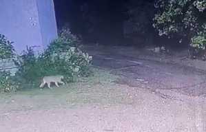 Captura de una cámara que registra el momento que el puma se aleja ya fuera de su recinto