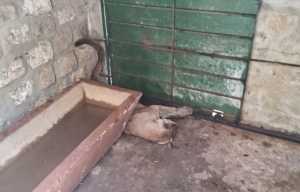 El puma "Rodriguez", vivió 20 años en la ECFA y padecía varias enfermedades.
