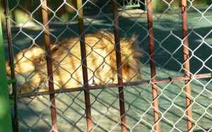 Silencio, tristeza y soledad es lo que se percibe en la jaula de este felino.  