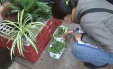 Salud Pública hace recomendaciones para quienes regresan de zonas con Dengue