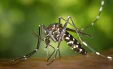 Uruguay ya registra 426 casos autóctonos de Dengue y la mitad están en Salto