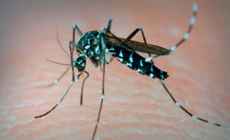 Maldonado es el segundo departamento con más casos de Dengue importado del país