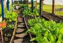 Visitaron dos escuelas de San Carlos donde se trabajan hábitos de alimentación saludable