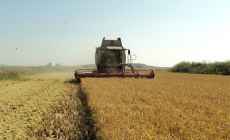 Cosecha avanza a ritmo sostenido, informó ACA