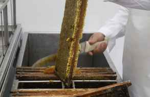 Invirtieron casi $ 3 millones en modernización de la planta de extracción de miel de San Carlos