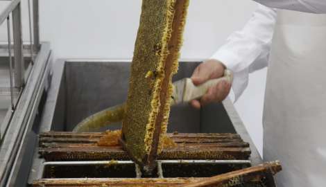 Invirtieron casi $ 3 millones en modernización de la planta de extracción de miel de San Carlos