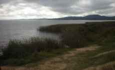 Confirman floraciones de cianobacterias en Laguna del Sauce y emiten recomendaciones