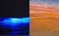 Aparición de dinoflagelados en las playas explica el color amarronado que presenta el agua