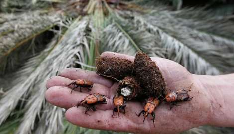 La Intendencia de Maldonado sigue invirtiendo en el combate contra el “picudo rojo” para salvar palmeras