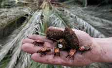 La Intendencia de Maldonado sigue invirtiendo en el combate contra el “picudo rojo” para salvar palmeras