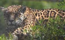 Trasladaron un jaguar de la ECFA al Parque Nacional Iberá en Corrientes, Argentina