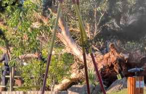 Tragedia en la ECFA: una mujer que paseaba con su familia murió aplastada por un árbol