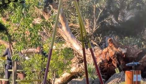 Tragedia en la ECFA: una mujer que paseaba con su familia murió aplastada por un árbol