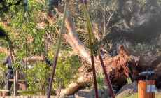 Tragedia en la ECFA: una mujer que paseaba con su familia murió aplastada por un árbol