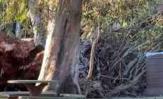 La ECFA continúa cerrada al público mientras se realiza relevamiento del arbolado