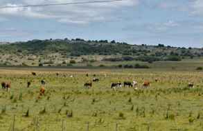 El Mgap se reunió con Campo Unido para analizar la situación por el déficit hídrico