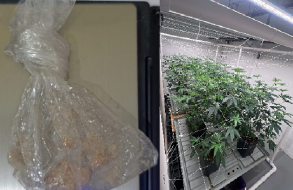 Fuga de control y choque en Punta del Este desembocó en importante hallazgo de plantío de cannabis