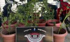 Lo atraparon en Piriápolis cargado de “cogollos” y luego le descubrieron un invernadero