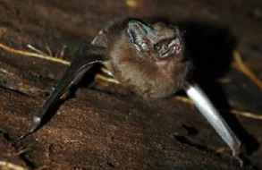 Encontraron un murciélago con rabia en Maldonado y se activaron todos los protocolos previstos