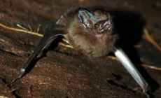 Encontraron un murciélago con rabia en Maldonado y se activaron todos los protocolos previstos