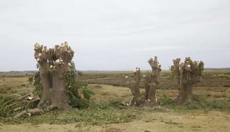 El intendente Abella ordenó una investigación administrativa por tala de árboles en el Ecoparque