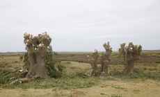 El intendente Abella ordenó una investigación administrativa por tala de árboles en el Ecoparque