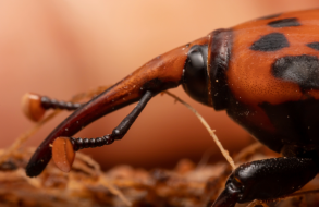 El MA formalizó grupo de expertos para coordinar acciones de combate contra el picudo rojo