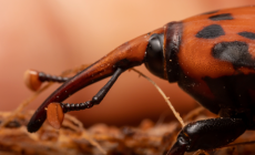 El MA formalizó grupo de expertos para coordinar acciones de combate contra el picudo rojo