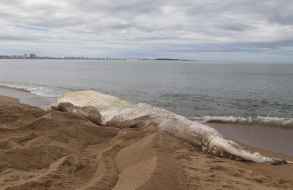 Enterraron la ballena muerta que apareció en la Playa Mansa en la zona de Piedras del Chileno