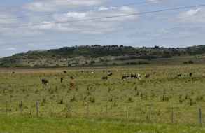 El Ministerio de Ganadería amplió a 12 departamentos las medidas de asistencia por déficit hídrico