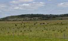 El Ministerio de Ganadería amplió a 12 departamentos las medidas de asistencia por déficit hídrico