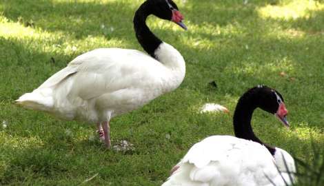 Se declaró la Emergencia Sanitaria Nacional por Influenza Aviar H5 tras nuevo caso en Canelones