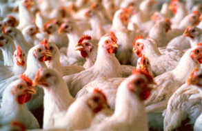 Inspección de 100 predios de Maldonado linderos con Rocha no detectó casos de Influenza Aviar