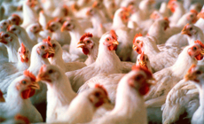 Inspección de 100 predios de Maldonado linderos con Rocha no detectó casos de Influenza Aviar